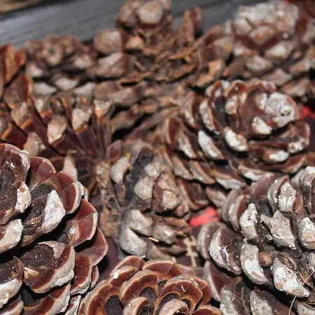 Dom wakacyjny Sixtynine *